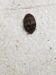 Stelidota geminata