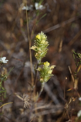 Castilleja lacera