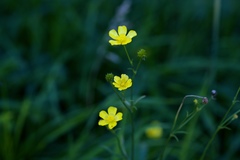 Ranunculus acris