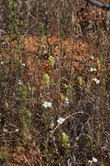 Castilleja lacera