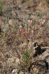 Lomatium congdonii
