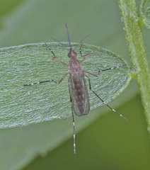 Aedes canadensis