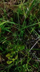 Spermolepis inermis