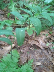 Polygonatum biflorum