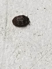 Stelidota geminata