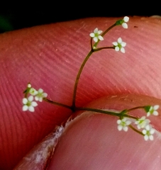 Spermolepis inermis