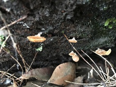 Panellus ligulatus