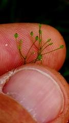 Spermolepis inermis
