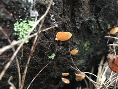 Panellus ligulatus