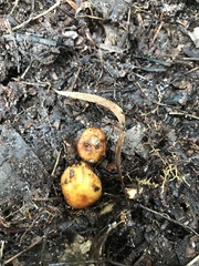 Cortinarius luteirufescens