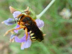Rhodanthidium