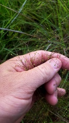 Spermolepis inermis