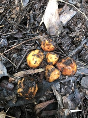 Cortinarius luteirufescens