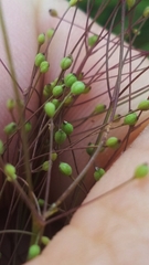 Spermolepis inermis