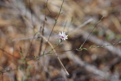 Lessingia nemaclada