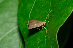 Torodorinae