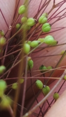 Spermolepis inermis