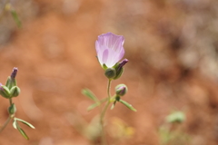 Sidalcea hartwegii