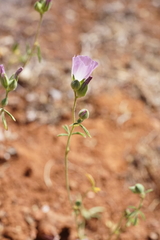 Sidalcea hartwegii
