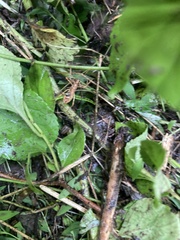 Rocconota annulicornis