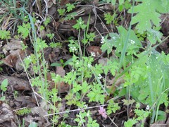 Chaerophyllum nodosum
