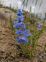 Penstemon glaber alpinus