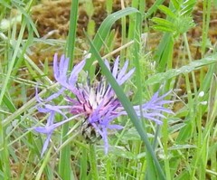 Centaurea graminifolia