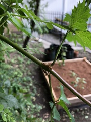 Insecta