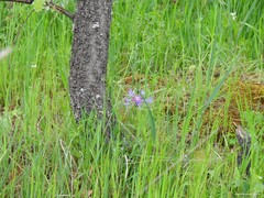 Centaurea graminifolia