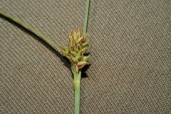 Carex serratodens