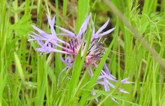 Centaurea graminifolia