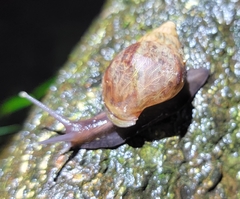 Lissachatina fulica