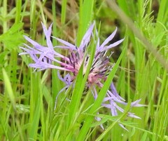 Centaurea graminifolia