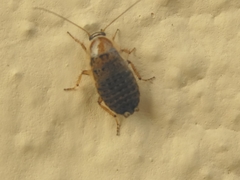 Phyllodromica