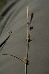 Carex serratodens