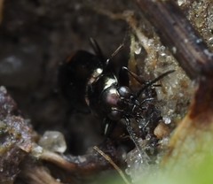 Bembidion azurescens
