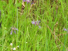Centaurea graminifolia