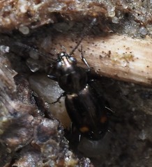 Bembidion azurescens