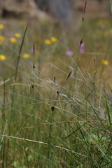 Carex serratodens