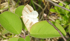 Petrophora subaequaria