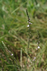 Verbena californica