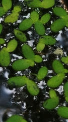 Lemna minuta
