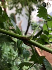 Insecta