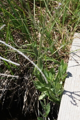 Verbena californica