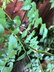 Insecta