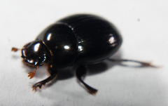 Ateuchus histeroides