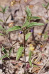 Trichostema rubisepalum