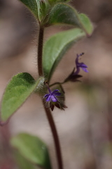 Trichostema rubisepalum