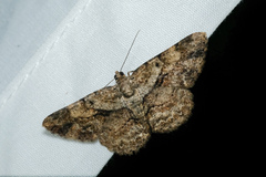 Psilalcis galsworthyi