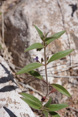 Trichostema rubisepalum